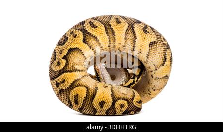 Python de balle, python regius, enroulé en une balle serrée, montrant ses écailles jaunes et noires à motifs Banque D'Images