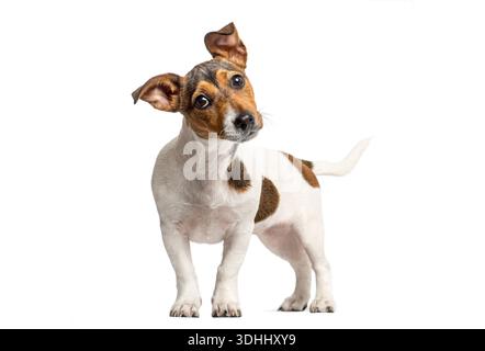 Mignon jack russell terrier chiot avec une inclinaison de la tête montrant la curiosité sur fond blanc Banque D'Images