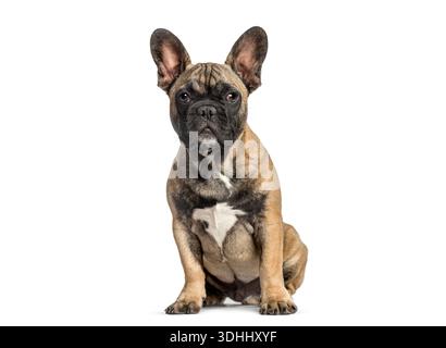 Fawn Brindle chiot bouledogue français assis avec une expression sérieuse, isolé sur blanc Banque D'Images