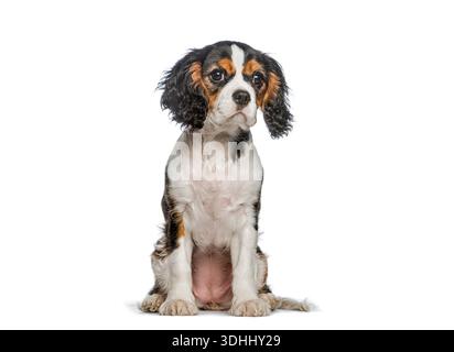 Chiot cavalier tricolore assis calmement, regardant vers l'avant, isolé sur blanc Banque D'Images
