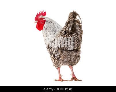Coq debout avec des plumes noires et blanches sur fond blanc pur Banque D'Images