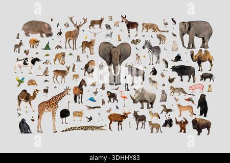 Groupe de nombreux animaux sauvages et domestiques différents ensemble sur un fond Uni Banque D'Images