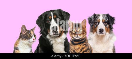 Groupe d'animaux domestiques, deux chiens et deux chats, regardant la caméra Banque D'Images