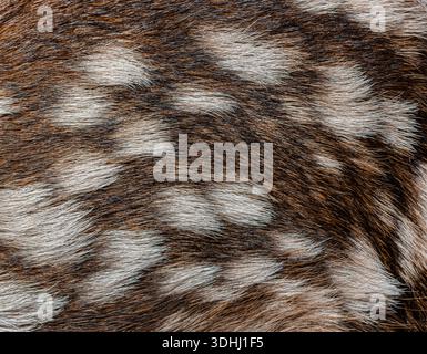 Texture détaillée de quelques heures de faon de cerf rouge vieux - cervus elaphus - fourrure, mettant en valeur ses motifs complexes et son camouflage naturel Banque D'Images