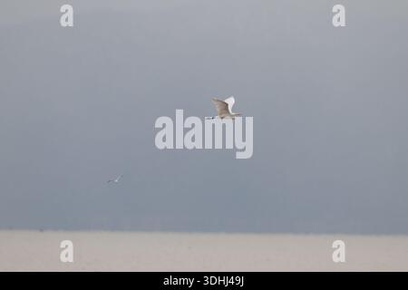 Un héron blanc glissant gracieusement sur l'eau. Une photographie de nature esthétique et sauvage capturée en mouvement. Banque D'Images