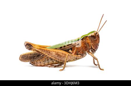 Grasshopper forestier femelle, Omocestus rufipes, Grasshopper forestier, Omocestus rufipes, debout sur fond blanc Banque D'Images