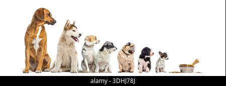 Chiens de différentes races et tailles assis dans une rangée et à la recherche de nourriture pour chiens Banque D'Images