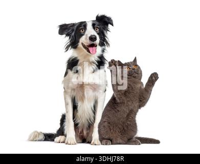 Chien Border collie ludique et chat britannique short debout sur les pattes arrière ensemble Banque D'Images