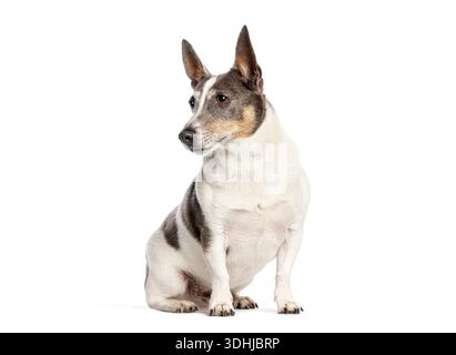 chien de race mixte assis, tournant la tête en regardant loin sur un fond blanc Banque D'Images