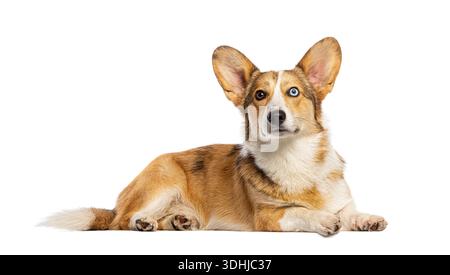 Chien Corgi avec hétérochromie ayant deux yeux de couleur différente regardant vers l'avant Banque D'Images