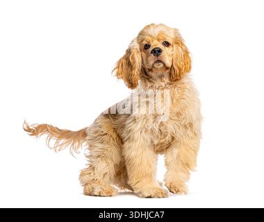 Chiot américain épaniel cocker assis et regardant la caméra, isolé sur fond blanc Banque D'Images