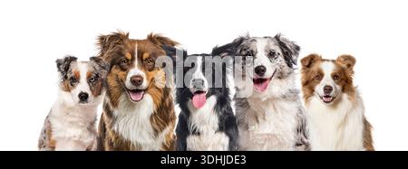 Cinq chiens heureux posant ensemble, offrant des thèmes pour animaux de compagnie et la convivialité Banque D'Images