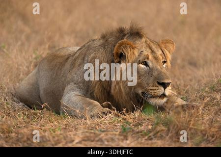 Jeune lion mâle (Panthera leo), réserve privée de Zimanga, KwaZulu-Natal, Afrique du Sud Banque D'Images