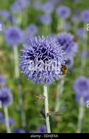 Echinops ritro 'Veitch's Blue'', chardon globe portant des têtes de fleurs sphériques bleues épaisses dans la bordure du jardin d'été. Echinops bannaticus 'Veitch's Blue. Banque D'Images