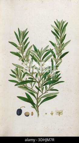 Illustration botanique classique de la collection Flora Græca représentant l'olivier (Olea europaea). Le dessin montre une branche avec des feuilles lancéolées vert argenté caractéristiques et de petites grappes de fleurs blanches, accompagnées de rendus détaillés de l'olive, de sa section transversale et de la fosse à la base. Banque D'Images
