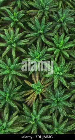 Vue aérienne d'une tapisserie texturée de plantes verdoyantes, leurs formes pointues et étoilées créant un motif dense de vie, Kalimantan, Indonésie Banque D'Images