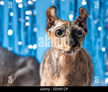 Un portrait en studio d'une chatte Sphynx elfe brune sur un fond bleu. Banque D'Images