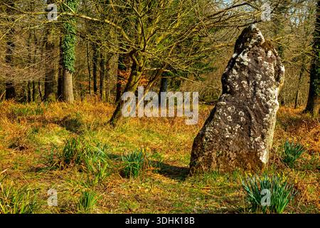 La longue pierre ou Longstone, peut-être une ancienne pierre debout près du village de Staunton dans la forêt de Dean, Gloucestershire, Angleterre, Royaume-Uni. Banque D'Images