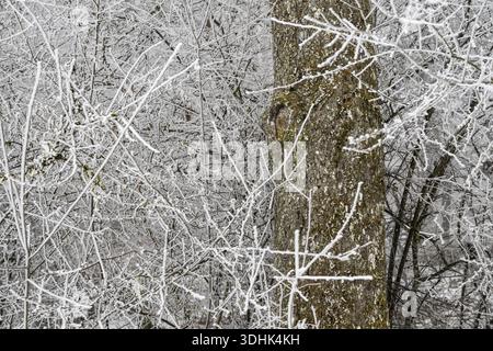 Vue rapprochée sur les branches et le tronc d'arbre recouvert de givre, Blaubeuren, Jura souabe, Bade-Wuerttemberg, Allemagne Banque D'Images