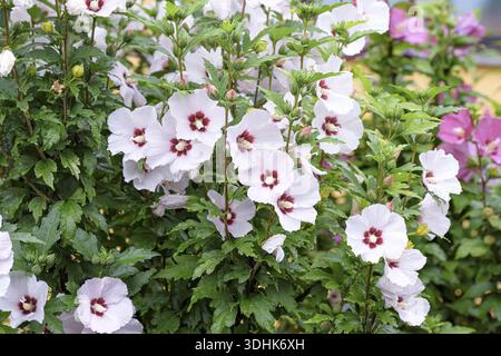 Guimauve des jardins (Hibiscus syriacus 'cœur rouge'), Autriche Banque D'Images
