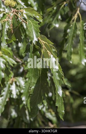 Chêne de dinde (Quercus cerris), Suède Banque D'Images