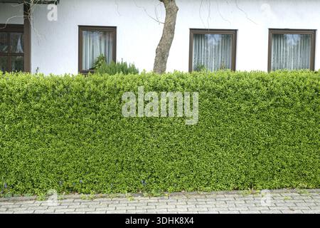 Saule de pluie (Ligustrum vulgare 'Atrovirens'), Allemagne Banque D'Images