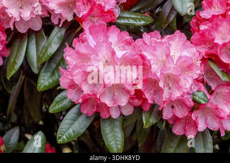 Yakushima rhododendron (Rhododendron 'Fantastica'), Rhodo 2014, Allemagne Banque D'Images