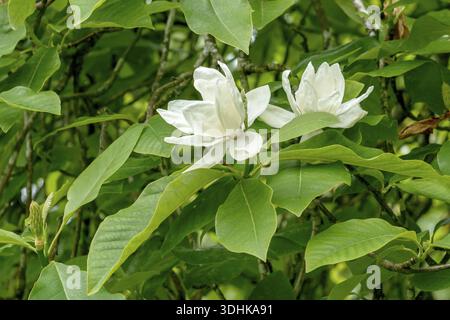 Magnolia (Magnolia 'Charles Coates'), Lanhydrock House & Garden, Grande-Bretagne Banque D'Images