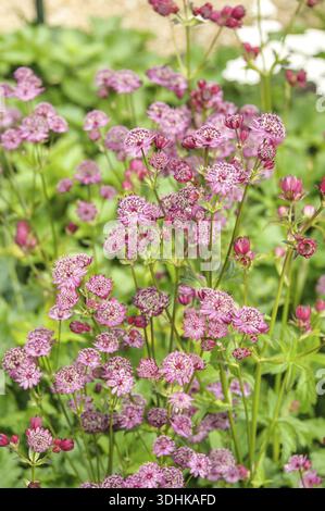 Astrantia Major (Astrantia Major 'Rubra'), famille Merkel, pays-Bas Banque D'Images