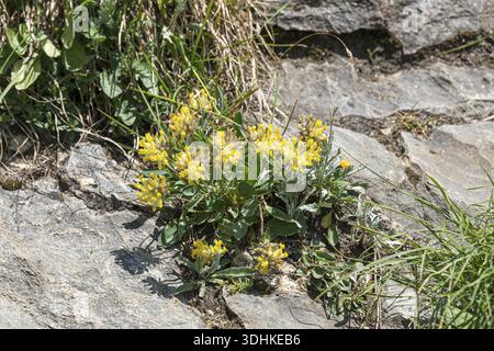 Alpine Kidney Vetch (Anthyllis Vulneraria var. Alpestris), famille Merkel, Autriche Banque D'Images