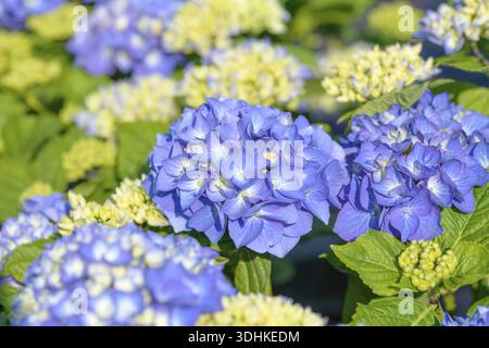 Hortensia du jardin (Hydrangea macrophylla DIVA FIORE Â®), bleu, jeunes plants de Kuehne, Allemagne Banque D'Images