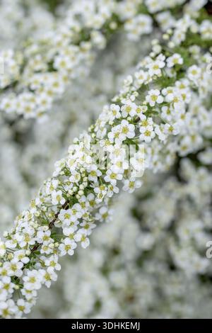 Spirée de la mariée (Spiraea Ã— cinerea 'Grefsheim'), Allemagne Banque D'Images