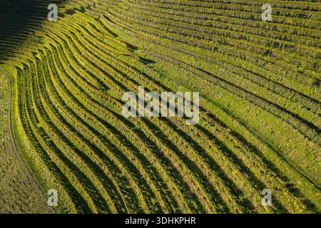 Vue aérienne des vignobles en terrasses peignent le paysage avec des verts et des or vibrants, créant un magnifique motif de lumière et d'ombre, Silberberg, Stei Banque D'Images