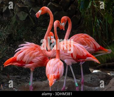 Vue sur quatre magnifiques flamants roses. Banque D'Images