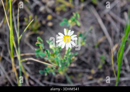 Champ de fleurs de camomille. Camomille dans la nature. Fleur de camomille par une journée ensoleillée dans la nature. Fleur de marguerite de camomille un jour de printemps. Banque D'Images