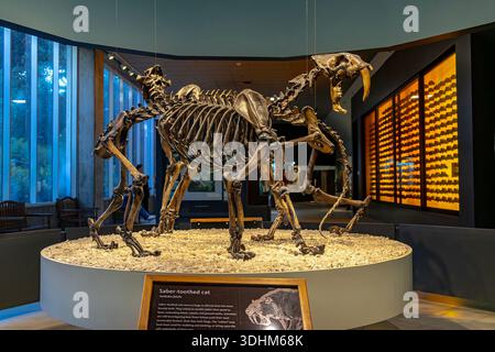 Tigre à dents de sabre, chat à dents de sabre, fossile de fatalis de Smilodon exposé au musée George C. page de la Brea Tar Pits à Los Angeles, en Californie Banque D'Images