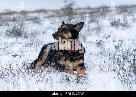 Un chien est allongé sur la neige, regardant autour dans un champ ouvert. Le sol est recouvert de neige blanche et d'herbe. Il fait jour et le ciel est couvert. Banque D'Images