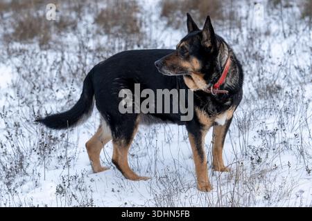 Un chien noir et bronzé se tient dans un champ enneigé regardant autour. Le chien a un collier et est entouré d'herbe sèche et de neige. La scène est lumineuse et claire Banque D'Images
