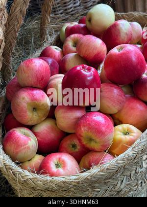 Pommes fruits juteux rouges dans un panier. Banque D'Images