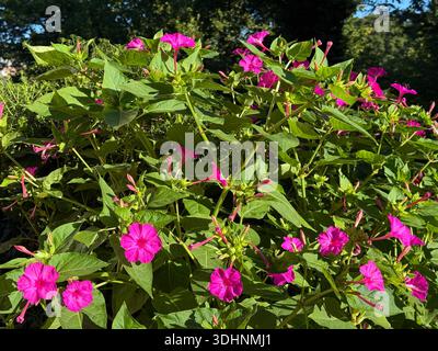Fleurs roses mirabilis jalapa fleur de quatre heures ou merveille du Pérou Banque D'Images
