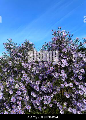 Aster Symphyotrichum novae-angliae New England aster, est une herbacée vivace produisant de nombreuses fleurs pourpres en forme de Marguerite. Banque D'Images