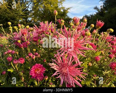 Parterre de fleurs avec de beaux chrysanthèmes roses mamans dans le jardin Banque D'Images