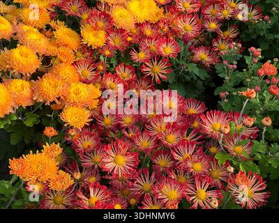 Fleurs jardin mamans et chrysanthème coréen. Banque D'Images