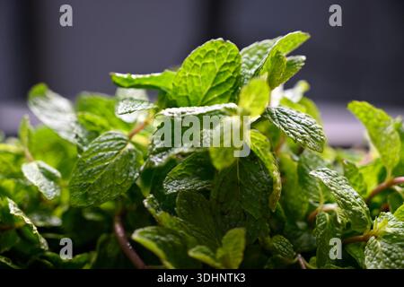 Herbe de menthe biologique fraîche naturelle avec des feuilles vertes luxuriantes image rapprochée Banque D'Images