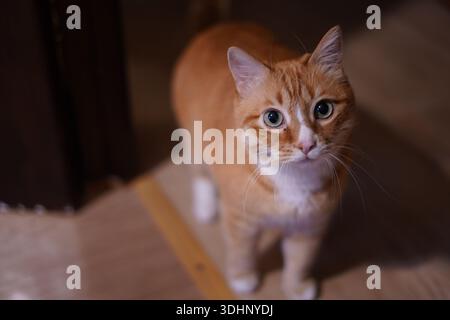 chat rouge avec les yeux verts regardant la caméra Banque D'Images