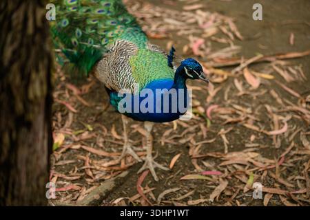 Le paon, ou perruque commune (Pavo cristatus), est la plus nombreuse des espèces de perruques. Entretoises d'oiseaux colorées à travers le paysage dans les réserves naturelles et les zoos. Banque D'Images