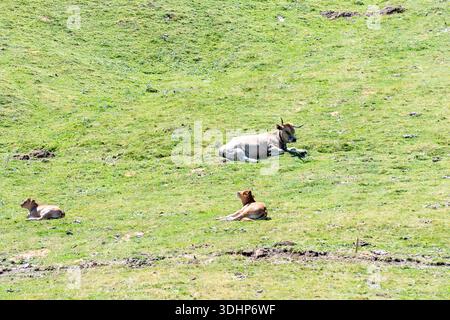 Les vaches et les veaux se reposent confortablement sur un champ verdoyant pendant une journée ensoleillée. Banque D'Images