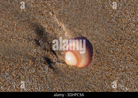 Gros plan macro d'un petit coquillage brun rougeâtre à moitié enfoui dans du sable doré grossier sur une plage ensoleillée, mettant en valeur des textures naturelles. Banque D'Images