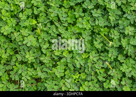 Vue de haut en bas d'une épaisse parcelle de trèfle vert et de feuilles d'oseille, créant un fond texturé naturel. Banque D'Images