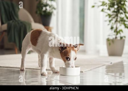 Un Jack Russell Terrier boit dans un petit bol d'eau vive sur le sol, avec un décor vert et une lumière naturelle l'entourant. Banque D'Images